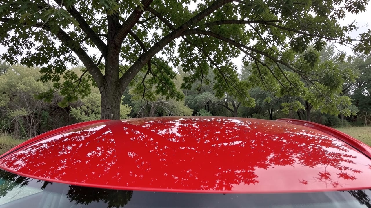 Tree Sap Removal in Baton Rouge, LA