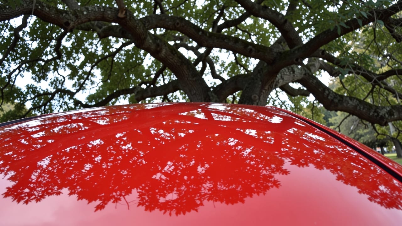Tree Sap Removal in Richmond, VA